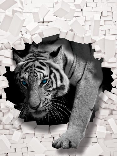 Tigris poszter, fotótapéta, Vlies  (206x275 cm, álló)
