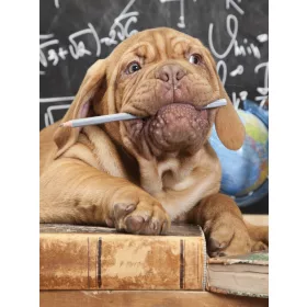 Kutya poszter, fotótapéta, Vlies  (184x254 cm, álló)