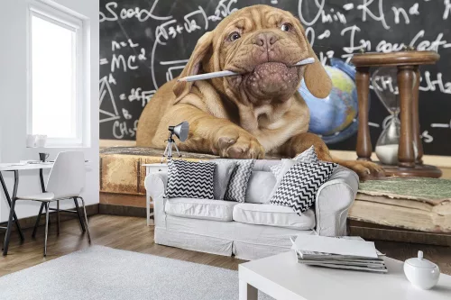 Kutya poszter, fotótapéta Vlies (152,5 x 104 cm)