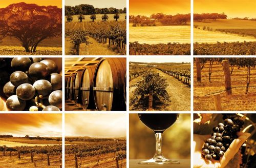 Wineyard poszter, fotótapéta Vlies (254 x 184 cm)