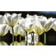 Tulipánok poszter, fotótapéta, Vlies (104 x 70,5 cm)