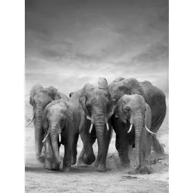   Elefántok poszter, fotótapéta, Vlies  (184x254 cm, álló)