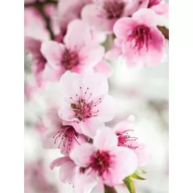   Almavirág poszter, fotótapéta, Vlies  (184x254 cm, álló)