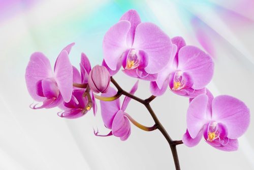 Orchidea poszter, fotótapéta Vlies (254 x 184 cm)
