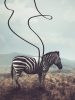 Zebra poszter, fotótapéta, Vlies  (184x254 cm, álló)