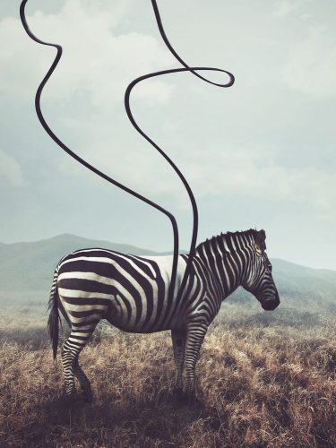Zebra poszter, fotótapéta, Vlies  (184x254 cm, álló)