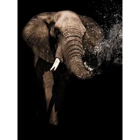 Elefánt poszter, fotótapéta, Vlies  (184x254 cm, álló)