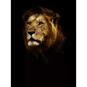 Oroszlán poszter, fotótapéta, Vlies  (184x254 cm, álló)