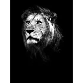   Oroszlán fekete-fehér poszter, fotótapéta, Vlies  (184x254 cm, álló)