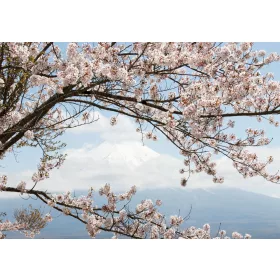 Virágzó fa  poszter, fotótapéta, Vlies (104 x 70,5 cm)
