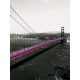 Pink Golden Gate Bridge poszter, fotótapéta, Vlies  (206x275 cm, álló)