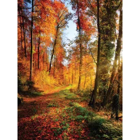   Őszi erdő poszter, fotótapéta, Vlies  (184x254 cm, álló)