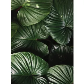 Levelek poszter, fotótapéta, Vlies  (184x254 cm, álló)