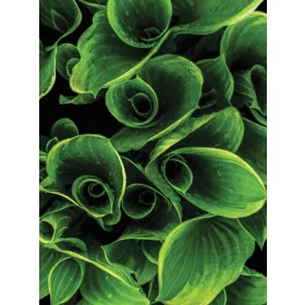 Levelek poszter, fotótapéta, Vlies  (184x254 cm, álló)