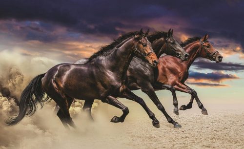 Vágtázó lovak poszter, fotótapéta Vlies (208 x 146 cm)