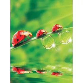 Katicák poszter, fotótapéta, Vlies  (184x254 cm, álló)