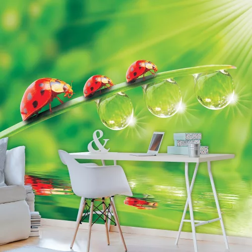 Katicák poszter, fotótapéta, Vlies (416 x 254 cm)