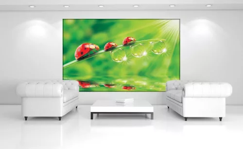 Katicák poszter, fotótapéta, Vlies (416 x 254 cm)