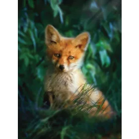   Róka kölyök poszter, fotótapéta, Vlies  (184x254 cm, álló)
