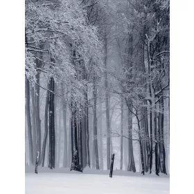   Havas erdő poszter, fotótapéta, Vlies  (184x254 cm, álló)