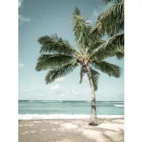   Pálmafa a tengerparton poszter, fotótapéta, Vlies  (184x254 cm, álló)