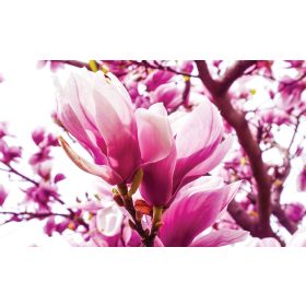 Magnólia poszter, fotótapéta, Vlies (104 x 70,5 cm)