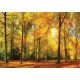 Erdő poszter, fotótapéta Vlies (254 x 184 cm)