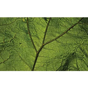 Levél poszter, fotótapéta, Vlies (104 x 70,5 cm)