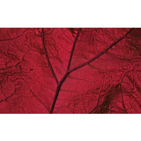 Levél poszter, fotótapéta, Vlies (104 x 70,5 cm)
