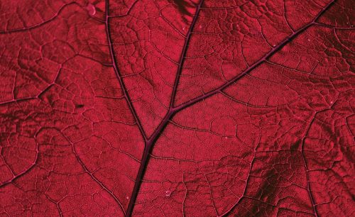 Levél poszter, fotótapéta Vlies (208 x 146 cm)