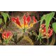 Red lilies poszter, fotótapéta Vlies (152,5 x 104 cm)