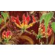 Red lilies poszter, fotótapéta Vlies (208 x 146 cm)
