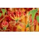 Red lilies poszter, fotótapéta Vlies (152,5 x 104 cm)