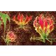 Red lilies poszter, fotótapéta Vlies (152,5 x 104 cm)