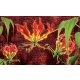 Red lilies poszter, fotótapéta Vlies (208 x 146 cm)