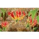 Red lilies poszter, fotótapéta Vlies (208 x 146 cm)