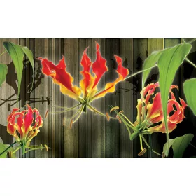Red lilies poszter, fotótapéta, Vlies (104 x 70,5 cm)