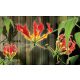 Red lilies poszter, fotótapéta Vlies (254 x 184 cm)