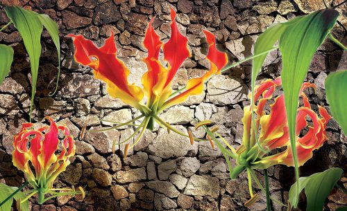 Red lilies poszter, fotótapéta Vlies (254 x 184 cm)