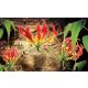 Red lilies poszter, fotótapéta Vlies (254 x 184 cm)