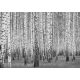 Szürke erdő poszter, fotótapéta Vlies (152,5 x 104 cm)