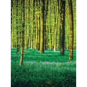 Erdő poszter, fotótapéta, Vlies  (184x254 cm, álló)