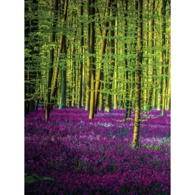 Erdő poszter, fotótapéta, Vlies  (184x254 cm, álló)