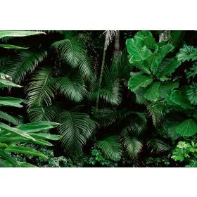 Zöld Bokrok poszter, fotótapéta, Vlies (104 x 70,5 cm)