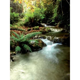   Erdei patak poszter, fotótapéta, Vlies  (184x254 cm, álló)
