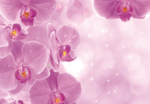 Orchideák poszter, fotótapéta Vlies (208 x 146 cm)