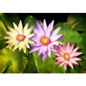 Virágok poszter, fotótapéta, Vlies (104 x 70,5 cm)