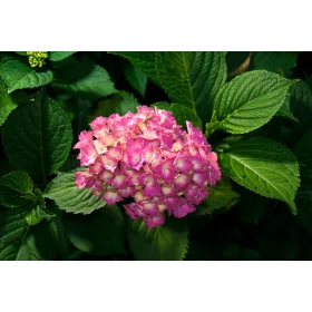 Hortenzia poszter, fotótapéta, Vlies (104 x 70,5 cm)