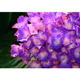 Hortenzia poszter, fotótapéta, Vlies (104 x 70,5 cm)