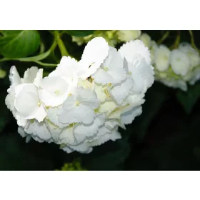 Hortenzia poszter, fotótapéta, Vlies (104 x 70,5 cm)